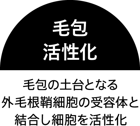 ⽑包活性化 ⽑包の⼟台となる外⽑根鞘細胞の受容体と結合し細胞を活性化
